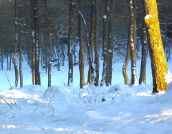 Zerfer Wappentier live